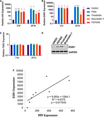 Human Immunodeficiency Virus-1 Latency Reversal via the Induction of Early Growth Response Protein 1 to Bypass Protein Kinase C Agonist-Associated Immune Activation